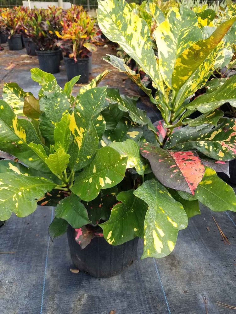 codiaeum-variegatum-magnificent-croton