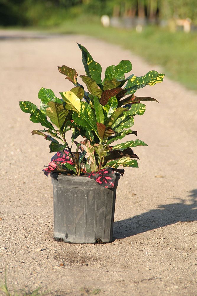 codiaeum-variegatum-magnificent-croton