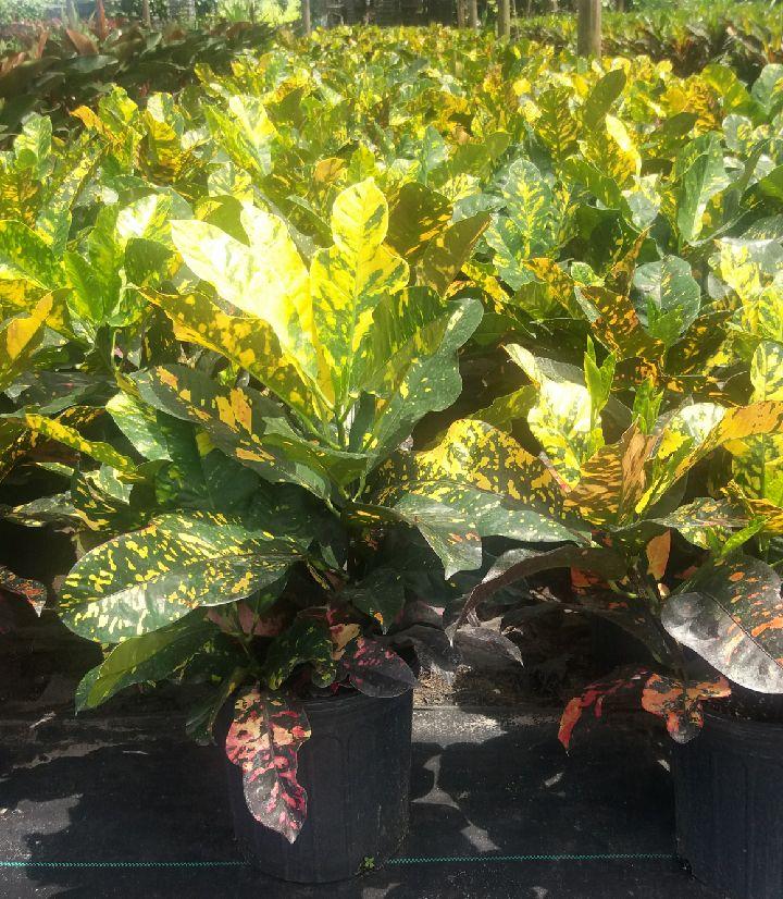 codiaeum-variegatum-magnificent-croton
