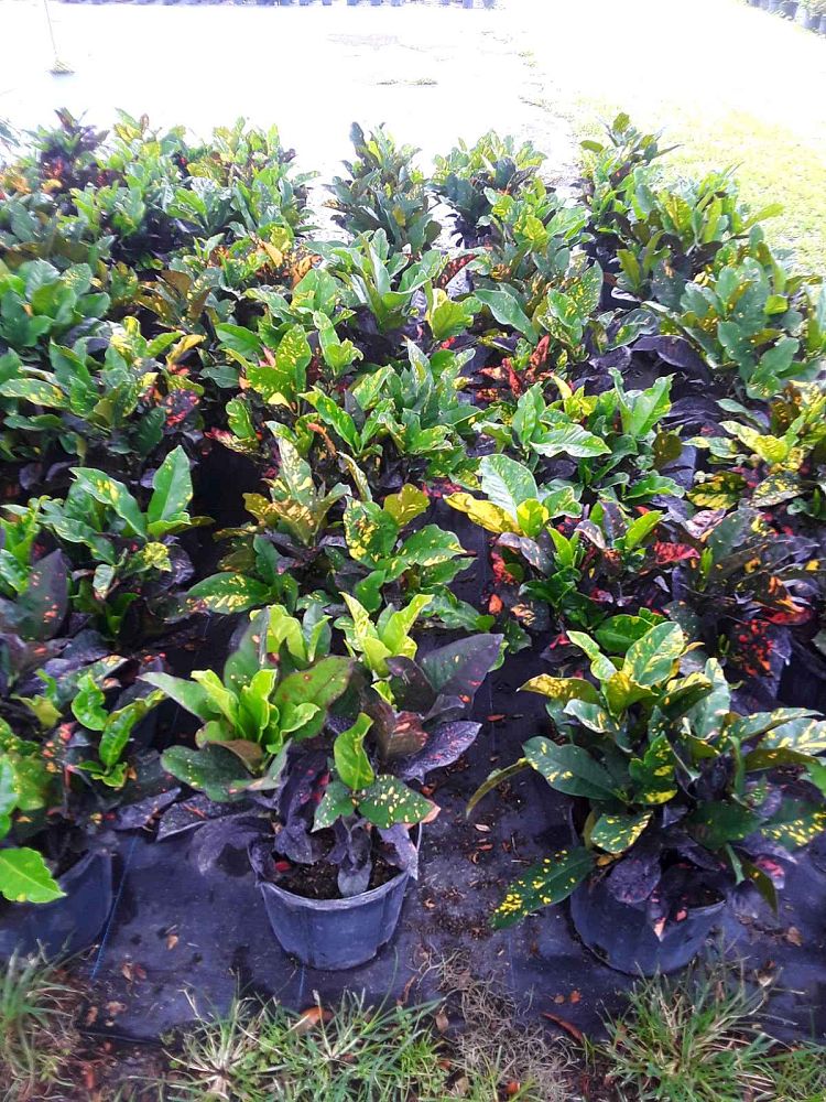 codiaeum-variegatum-magnificent-croton