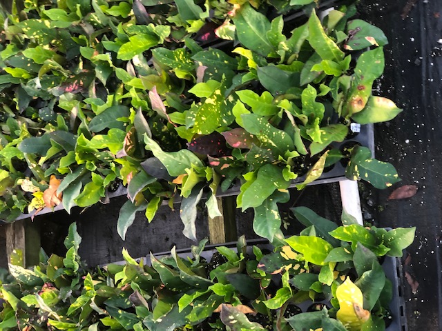 codiaeum-variegatum-magnificent-croton