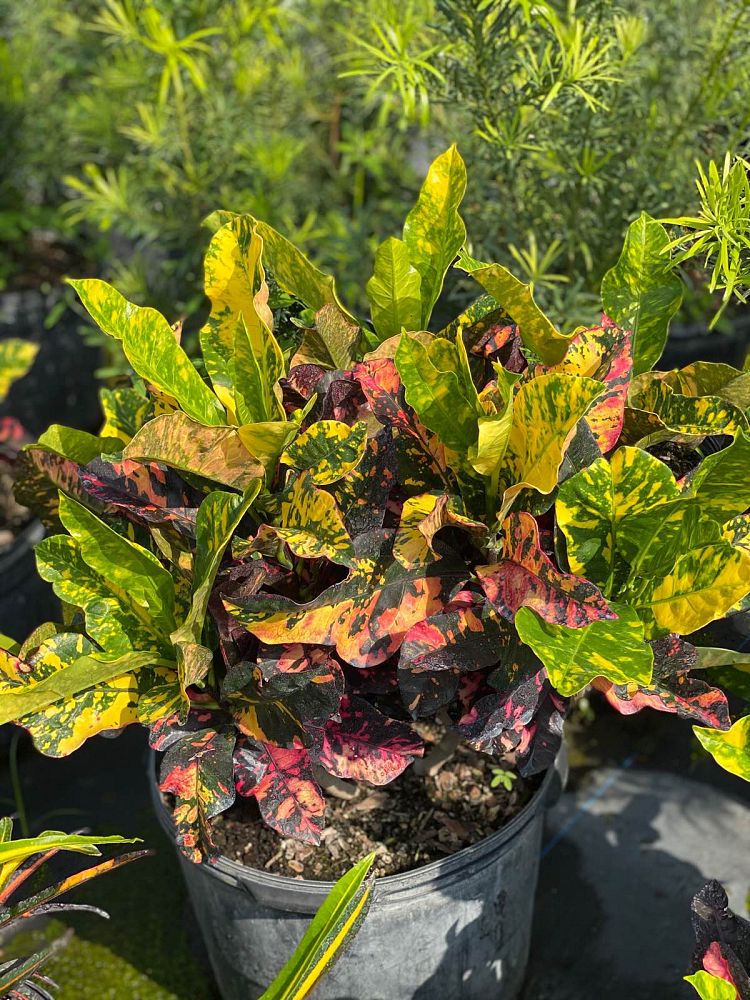 codiaeum-variegatum-magnificent-croton