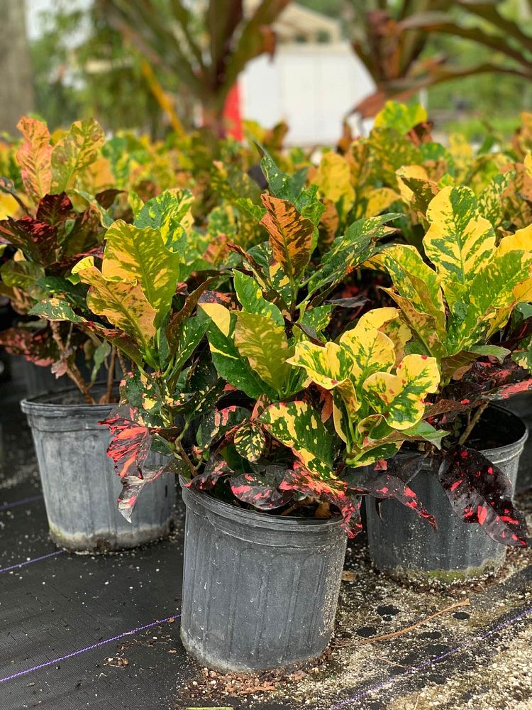codiaeum-variegatum-magnificent-croton