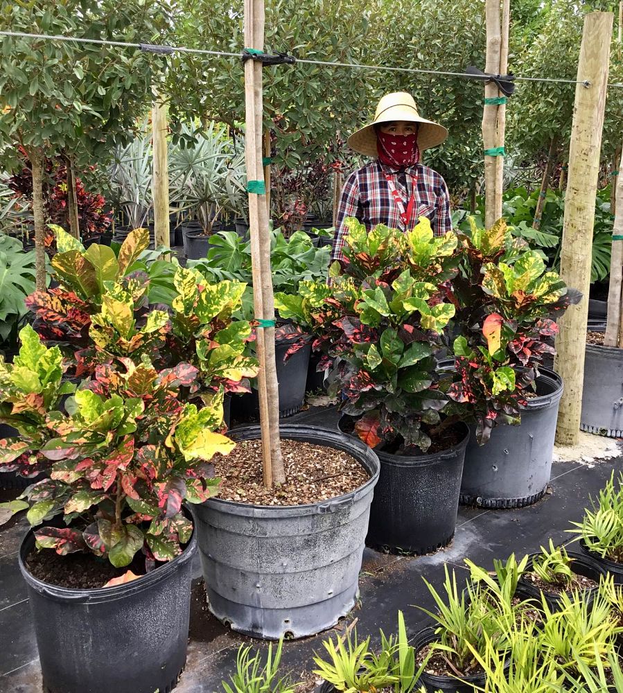 codiaeum-variegatum-magnificent-croton