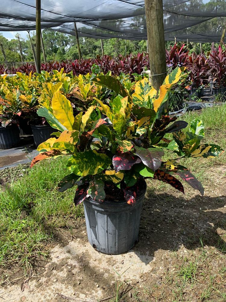 codiaeum-variegatum-magnificent-croton