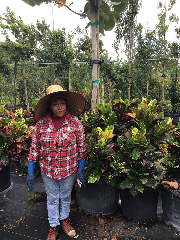 codiaeum-variegatum-magnificent-croton