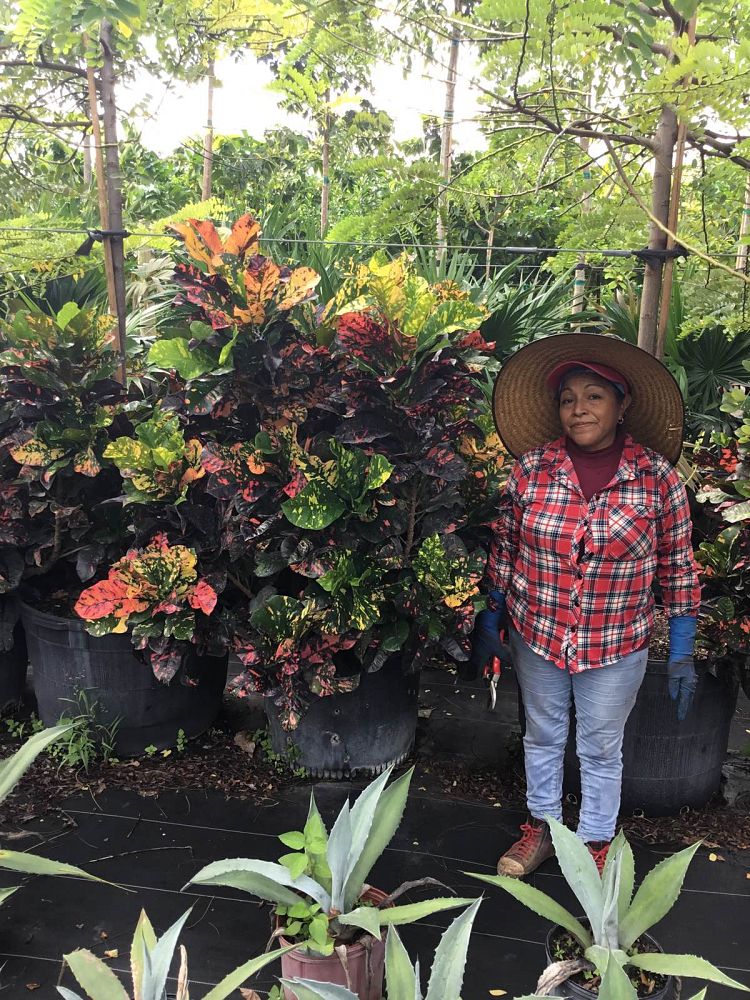 codiaeum-variegatum-magnificent-croton