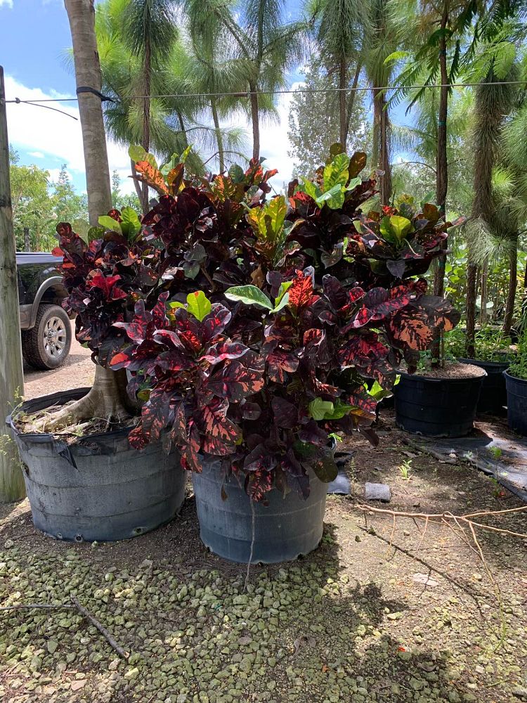 codiaeum-variegatum-magnificent-croton