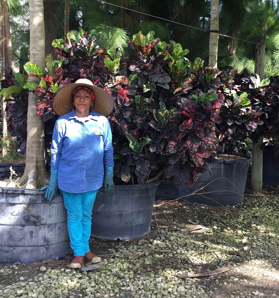 codiaeum-variegatum-magnificent-croton