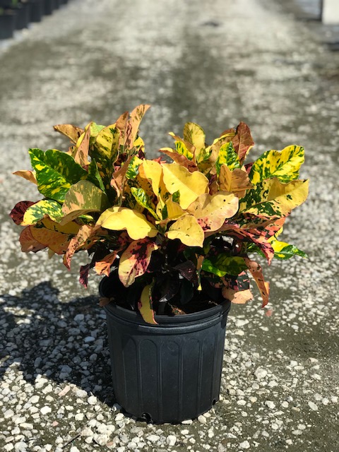 codiaeum-variegatum-magnificent-croton