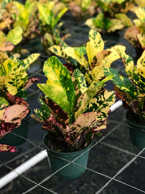 codiaeum-variegatum-magnificent-croton