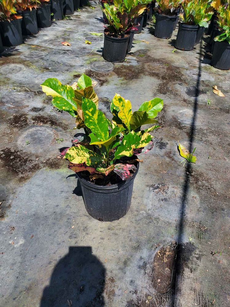 codiaeum-variegatum-magnificent-croton