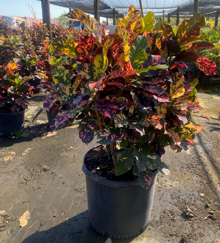 codiaeum-variegatum-magnificent-croton