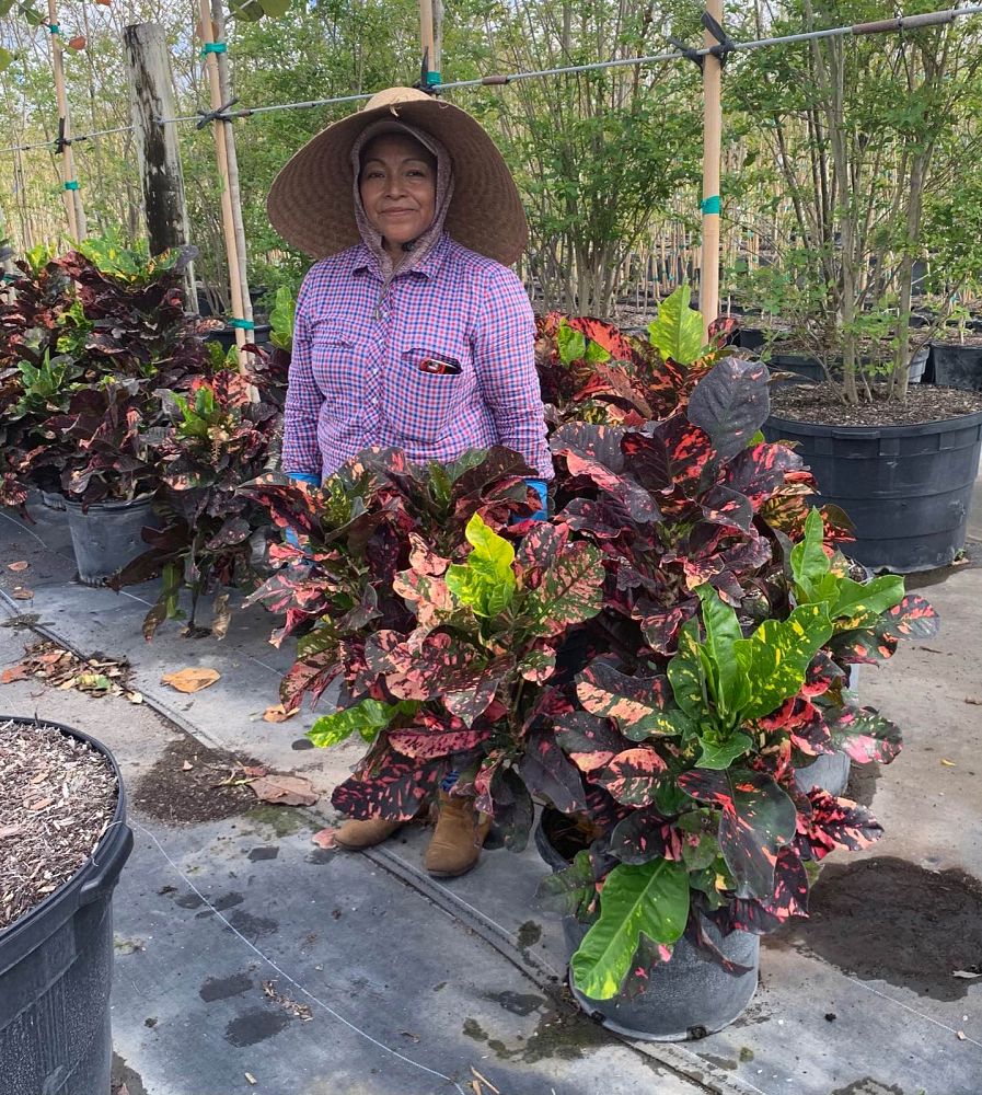 codiaeum-variegatum-magnificent-croton