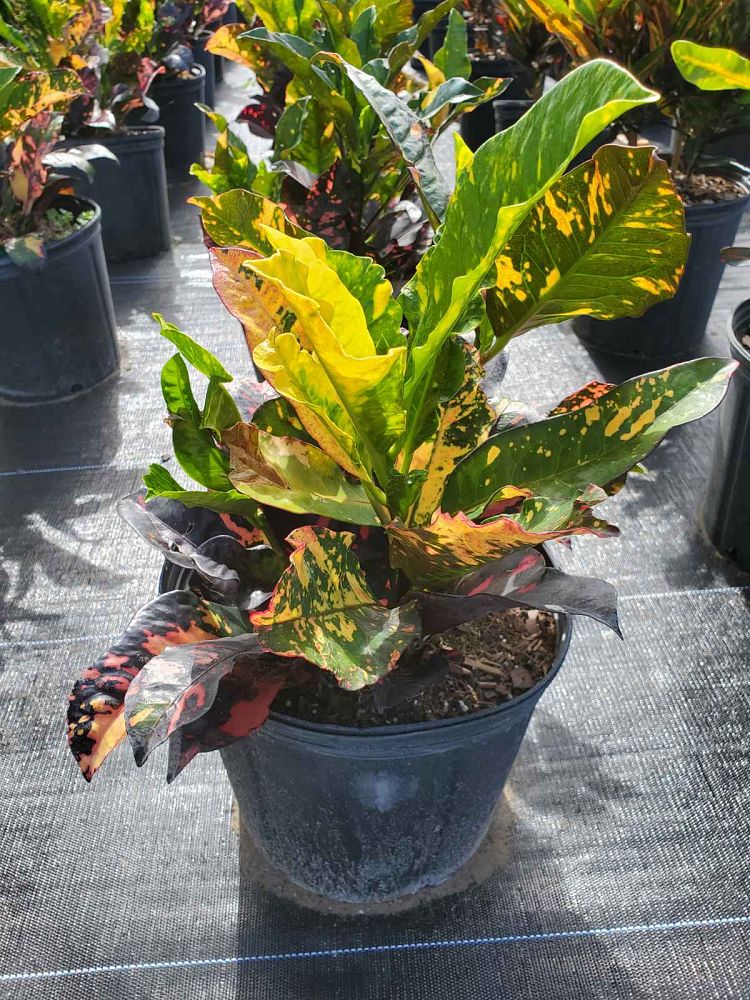 codiaeum-variegatum-magnificent-croton