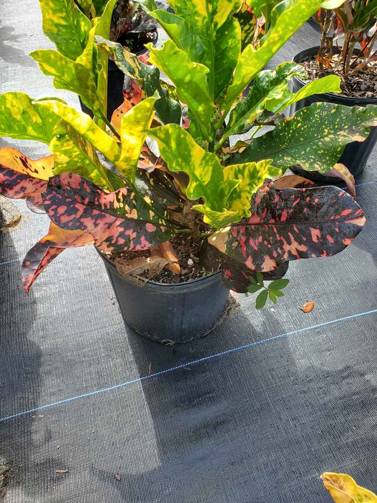 codiaeum-variegatum-magnificent-croton