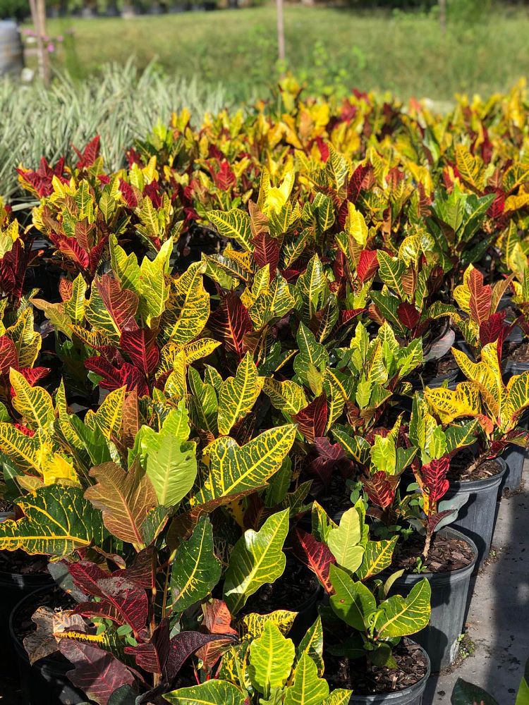 codiaeum-variegatum-magnificent-croton