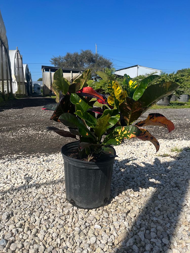 codiaeum-variegatum-magnificent-croton