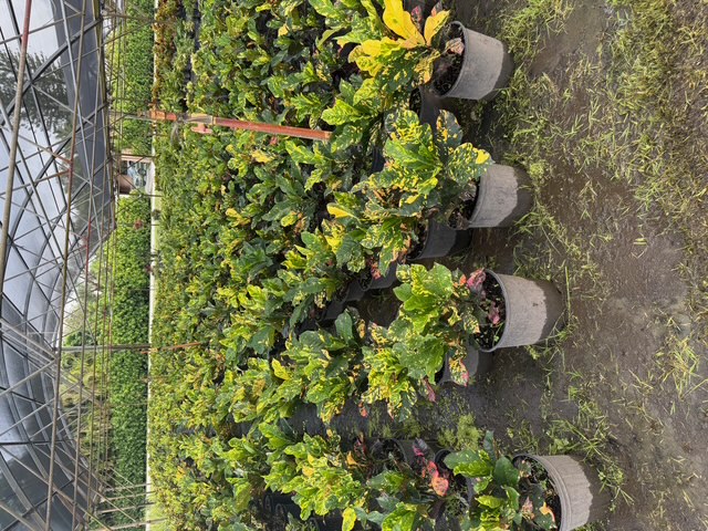 codiaeum-variegatum-magnificent-croton
