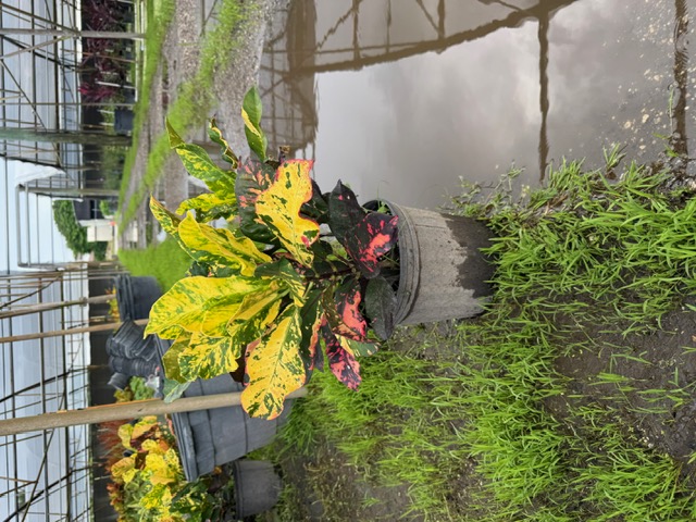 codiaeum-variegatum-magnificent-croton