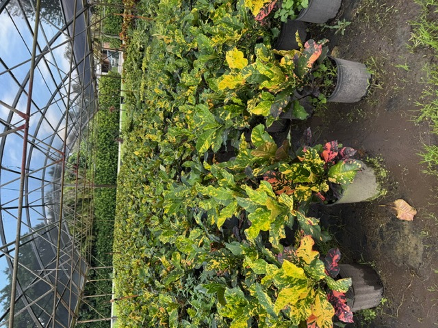 codiaeum-variegatum-magnificent-croton