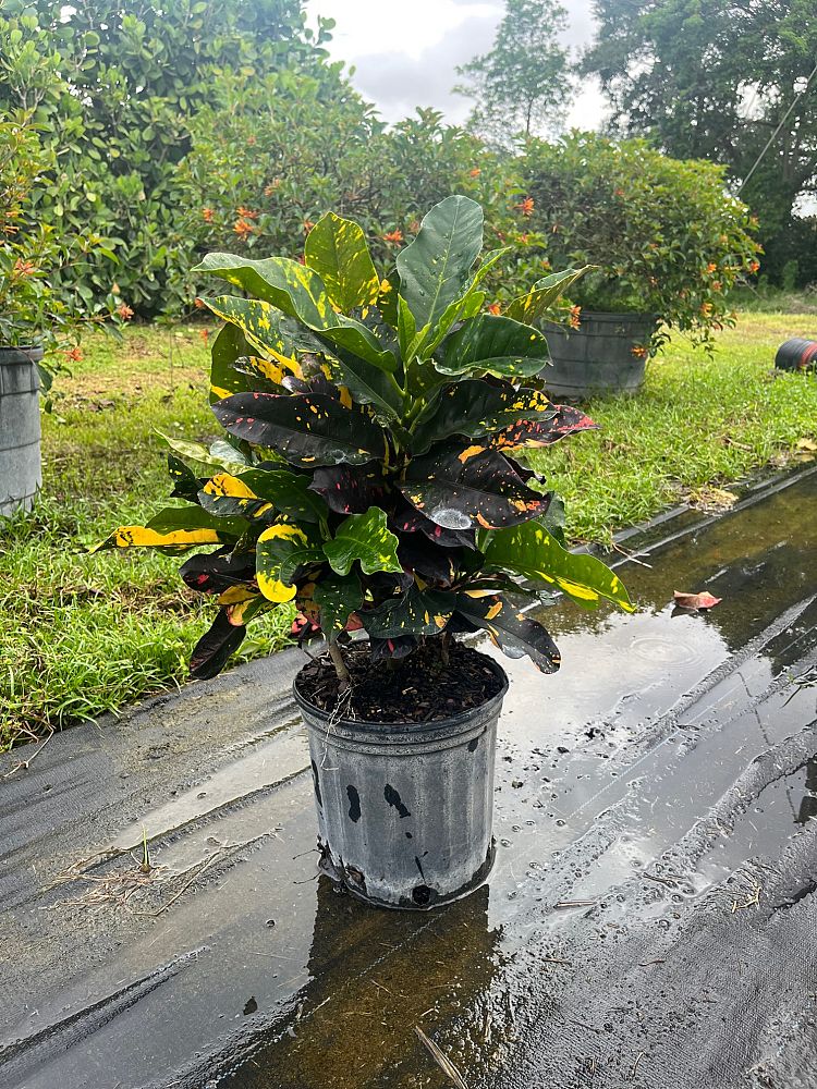 codiaeum-variegatum-magnificent-croton
