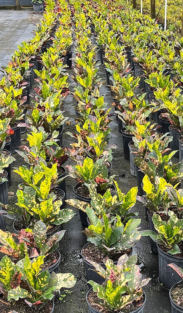 codiaeum-variegatum-magnificent-croton