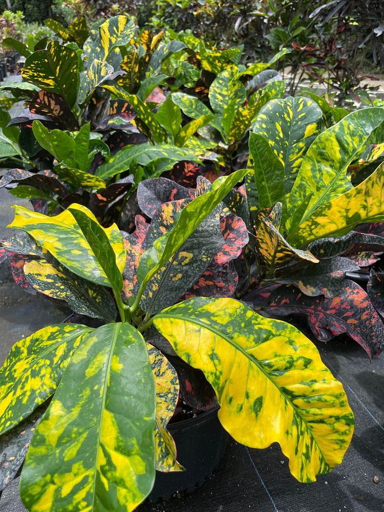 codiaeum-variegatum-magnificent-croton