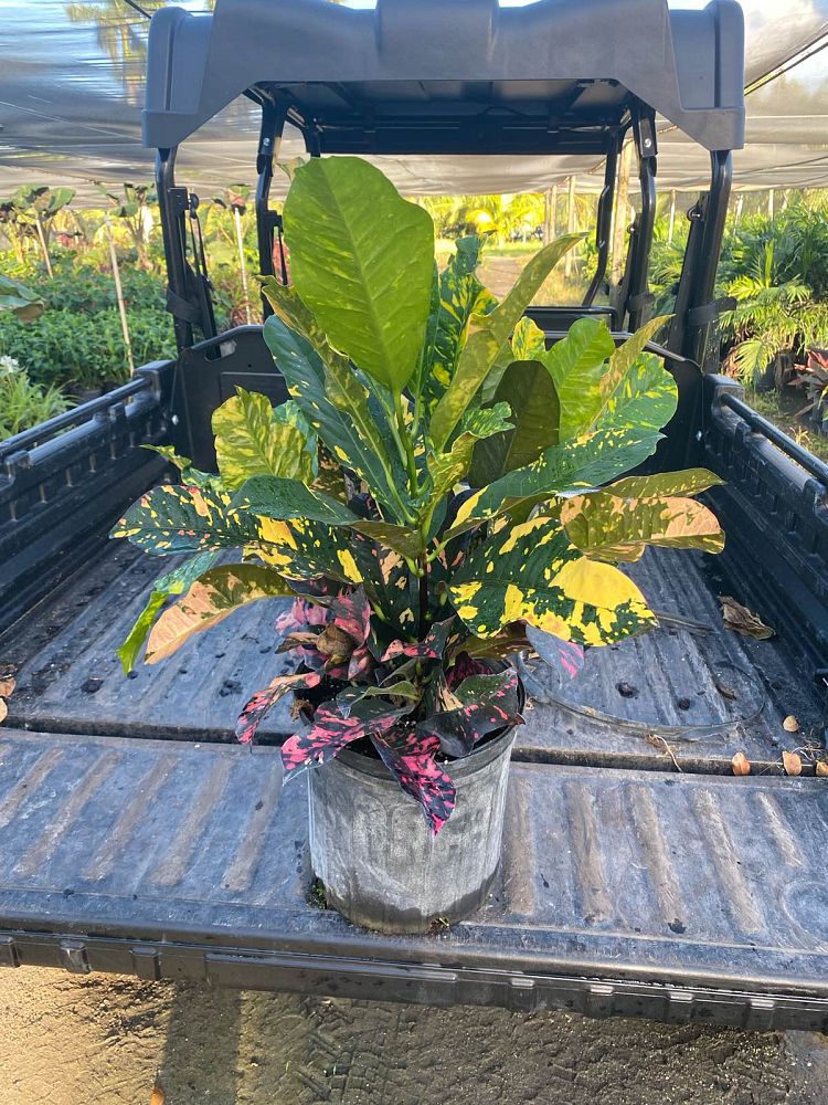 codiaeum-variegatum-magnificent-croton