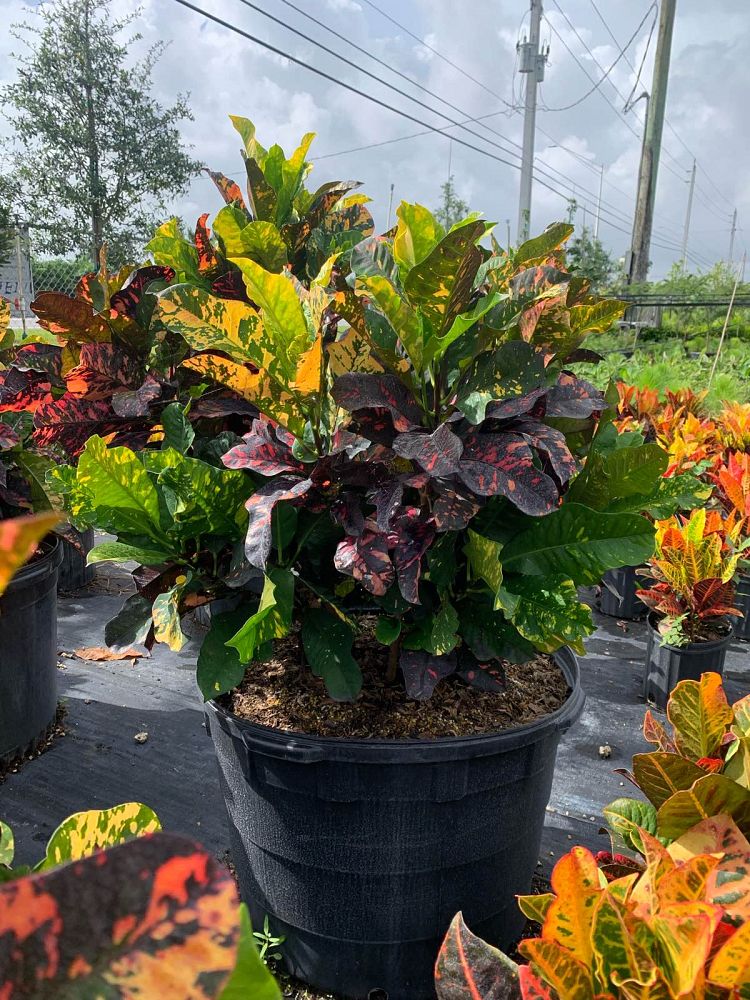 codiaeum-variegatum-magnificent-croton