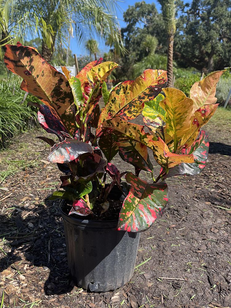 codiaeum-variegatum-magnificent-croton