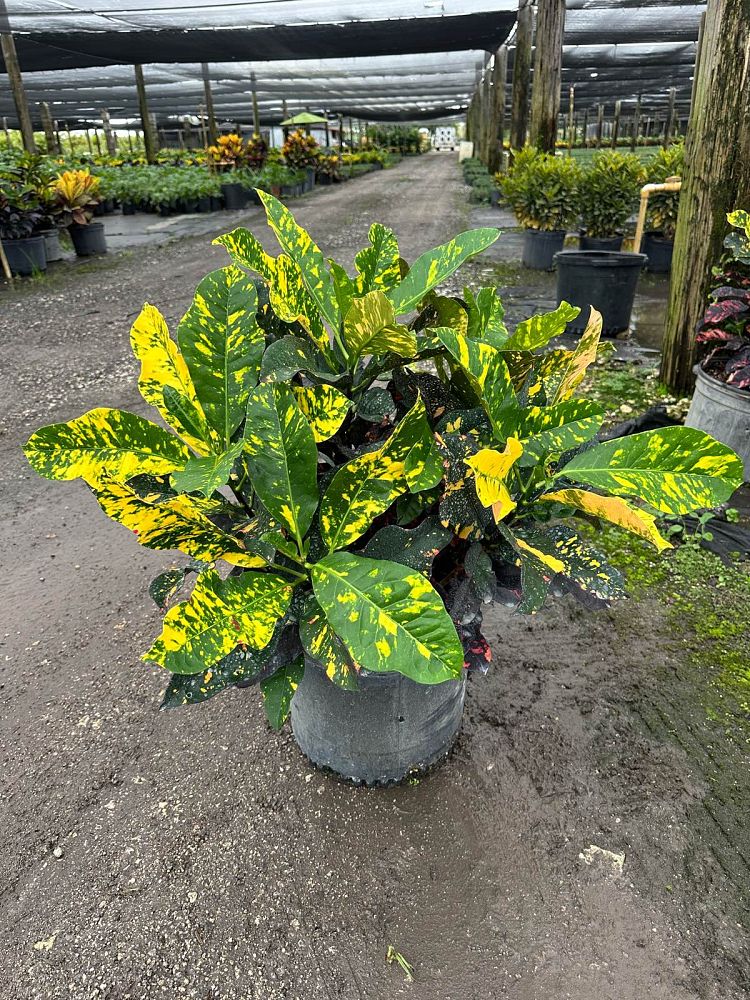 codiaeum-variegatum-magnificent-croton