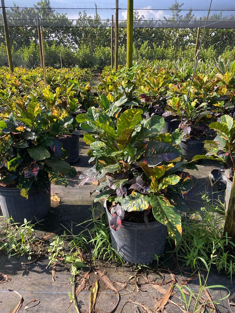 codiaeum-variegatum-magnificent-croton