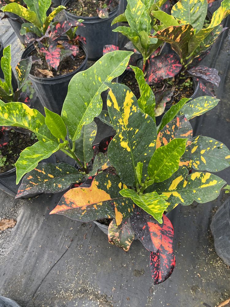 codiaeum-variegatum-magnificent-croton