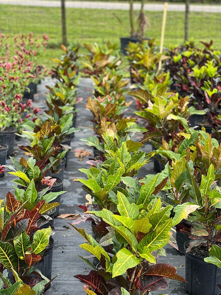 codiaeum-variegatum-magnificent-croton