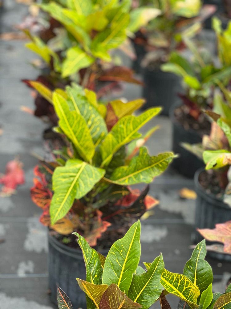 codiaeum-variegatum-magnificent-croton