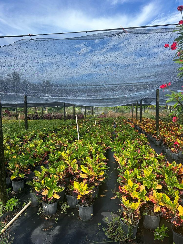 codiaeum-variegatum-magnificent-croton