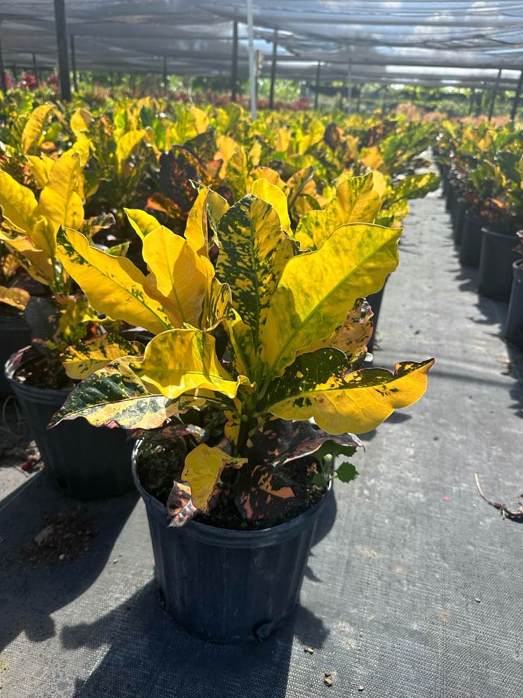 codiaeum-variegatum-magnificent-croton