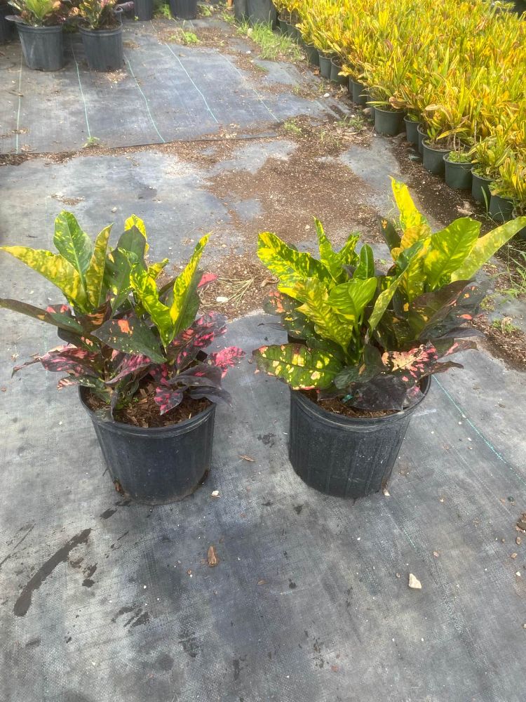 codiaeum-variegatum-magnificent-croton