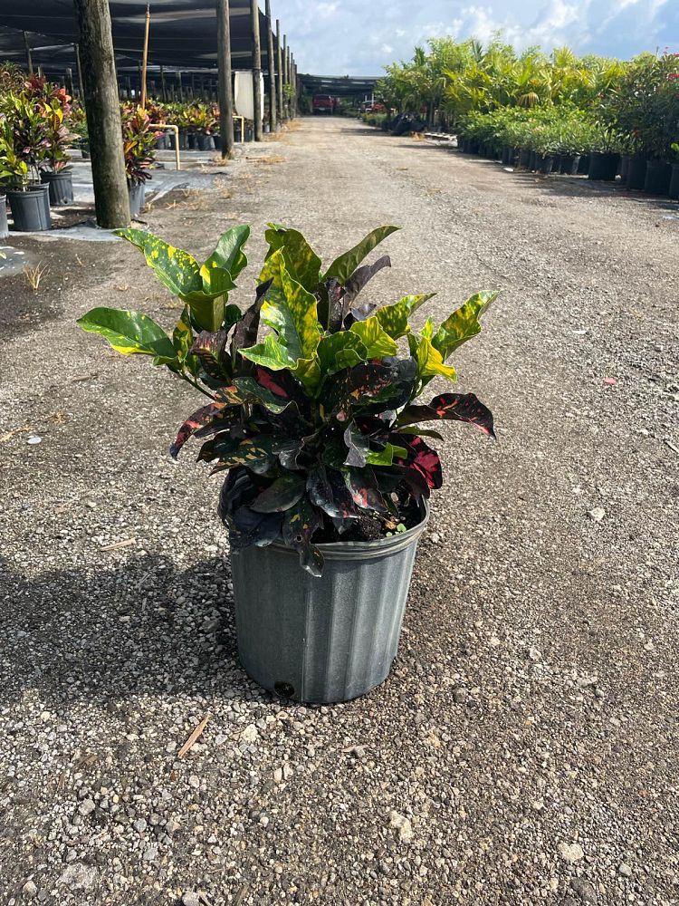 codiaeum-variegatum-magnificent-croton
