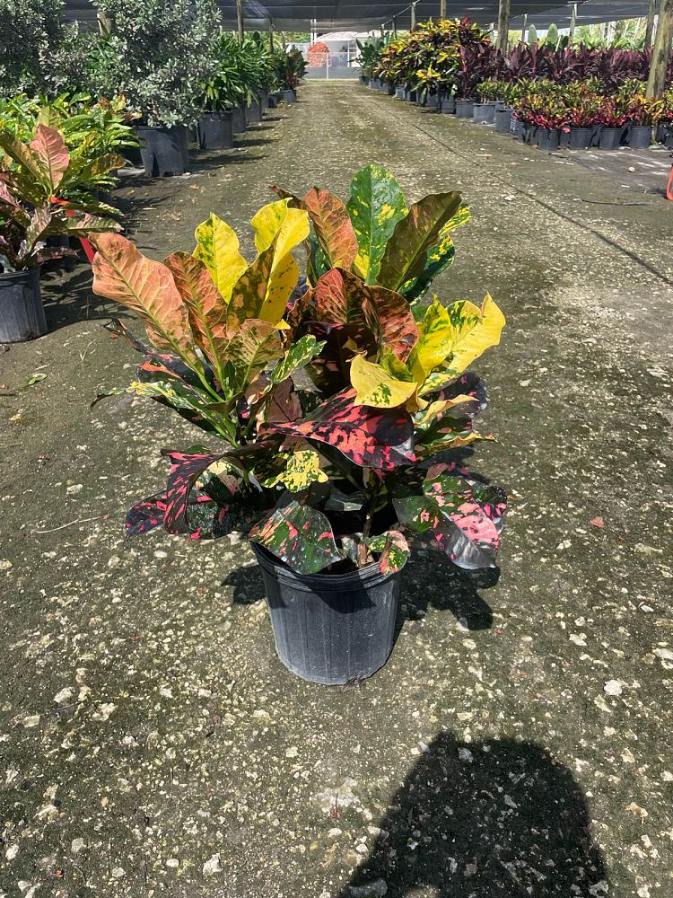 codiaeum-variegatum-magnificent-croton