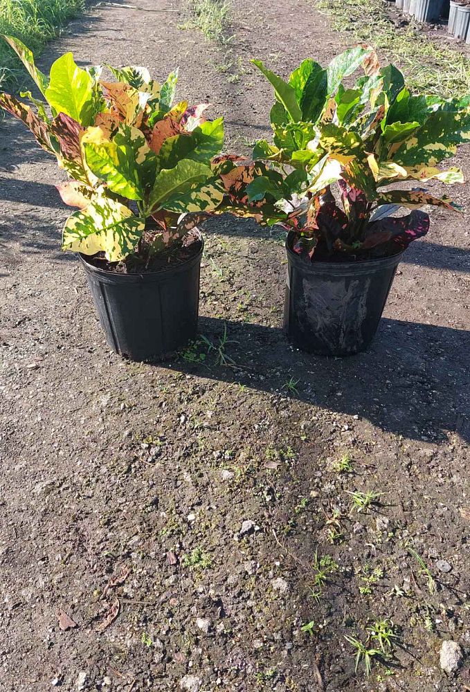 codiaeum-variegatum-magnificent-croton