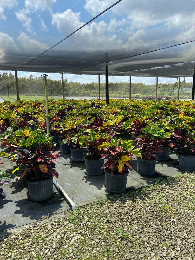 codiaeum-variegatum-magnificent-croton