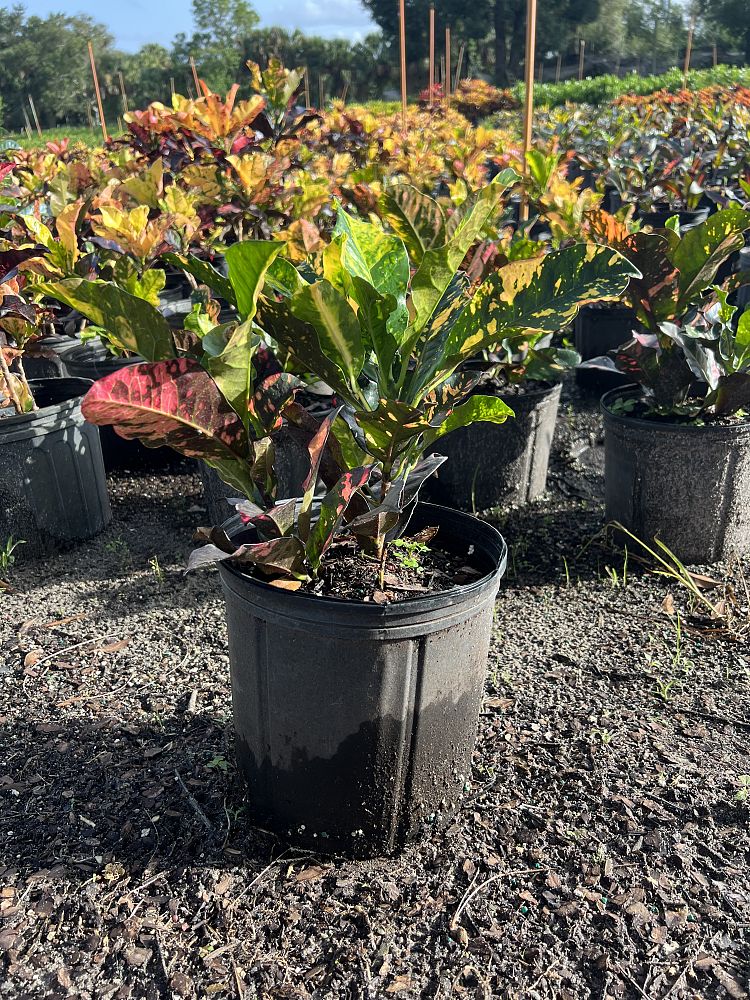codiaeum-variegatum-magnificent-croton