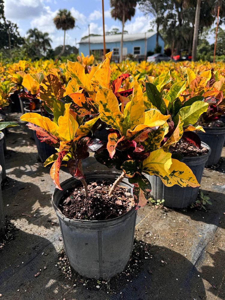 codiaeum-variegatum-magnificent-croton