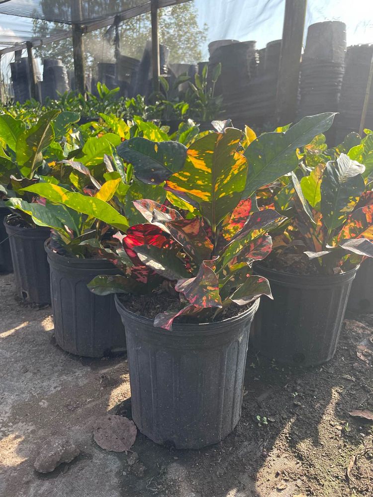 codiaeum-variegatum-magnificent-croton