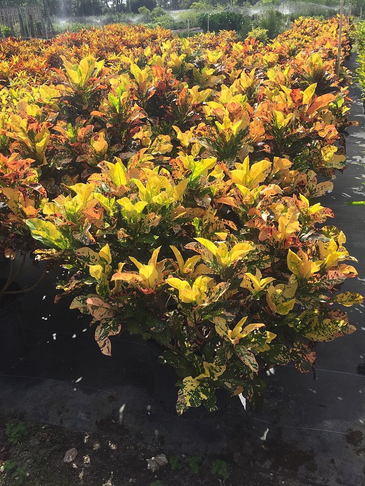 codiaeum-variegatum-magnificent-croton