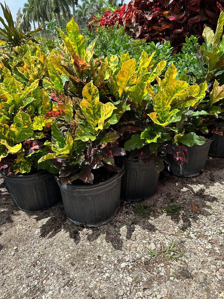 codiaeum-variegatum-magnificent-croton