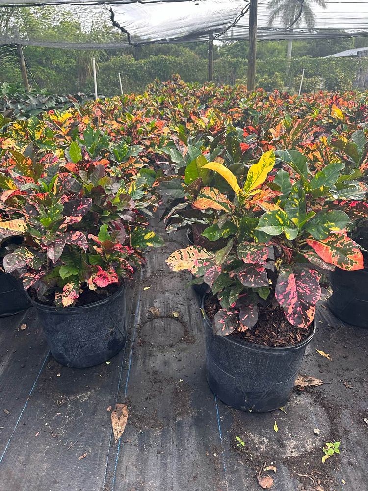 codiaeum-variegatum-magnificent-croton