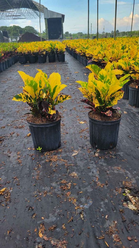 codiaeum-variegatum-magnificent-croton